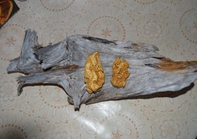 Lemmenjoen isoja kultahippuja, isommuksia.